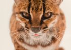 Scientists Discover New Wild Cat in Bolivia — First New Living Feline Species Described in More Than a Century