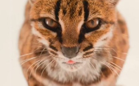Scientists Discover New Wild Cat in Bolivia — First New Living Feline Species Described in More Than a Century
