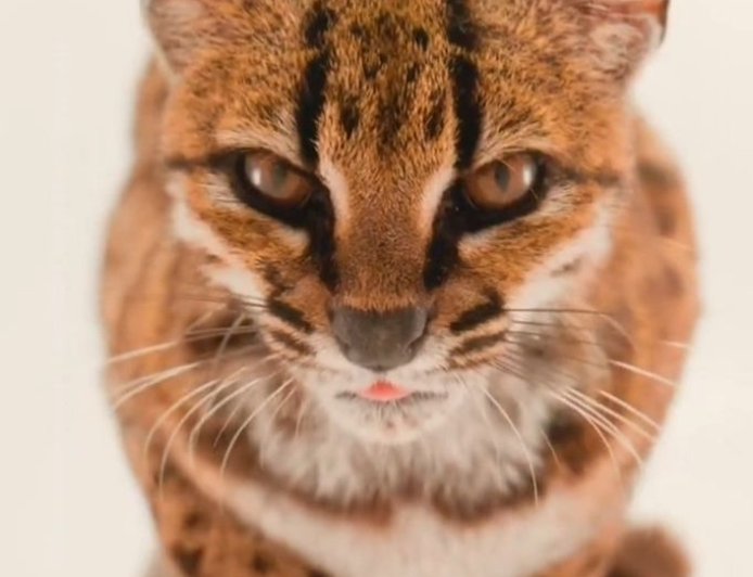 Scientists Discover New Wild Cat in Bolivia — First New Living Feline Species Described in More Than a Century