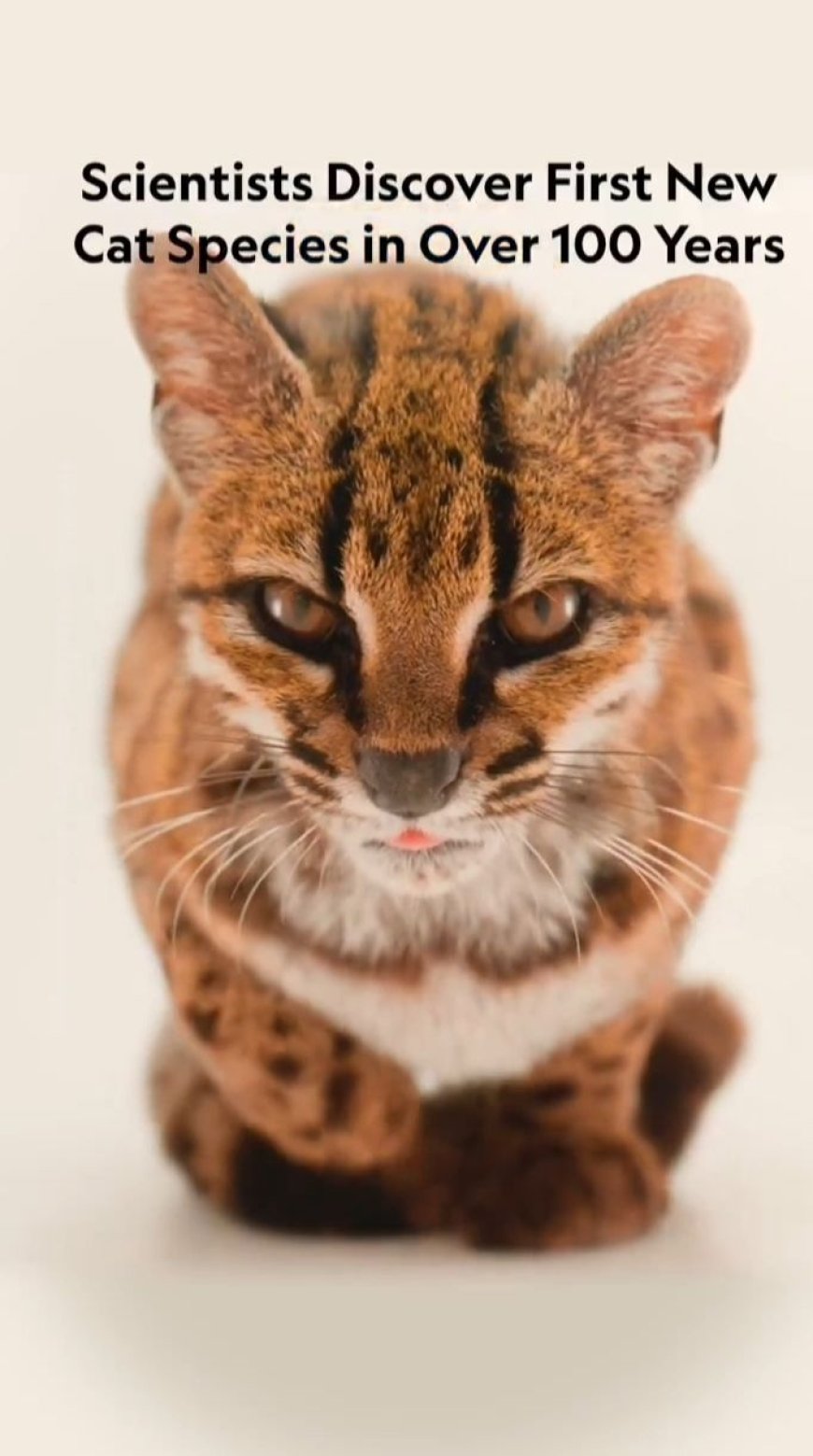 Scientists Discover New Wild Cat in Bolivia — First New Living Feline Species Described in More Than a Century